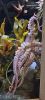 PICTURES/Oregon Coast Aquarium - Newport/t_Octopus4.jpg